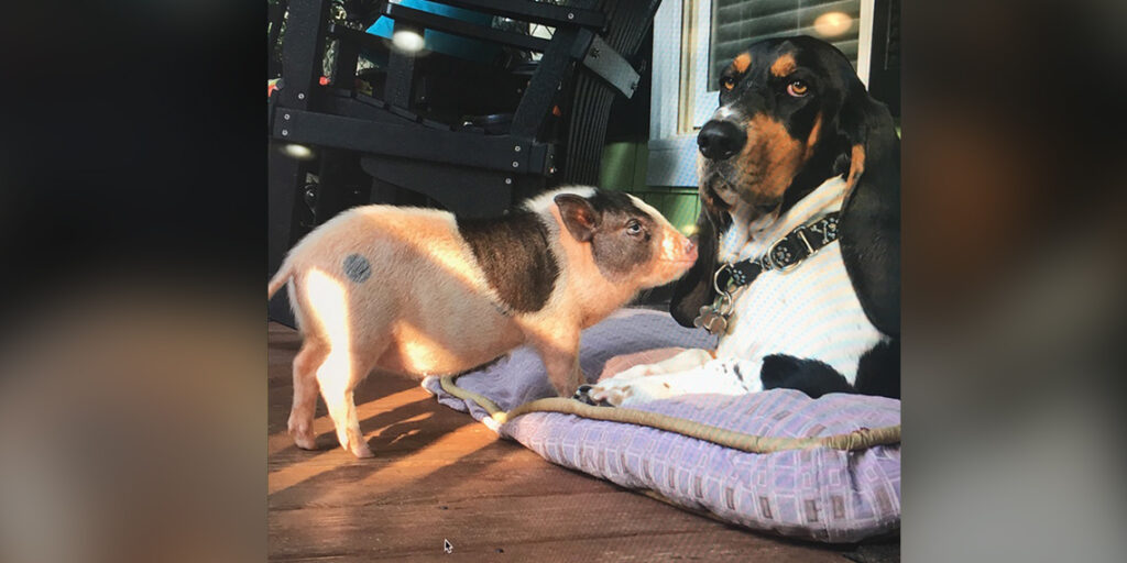 Desilu and Friend